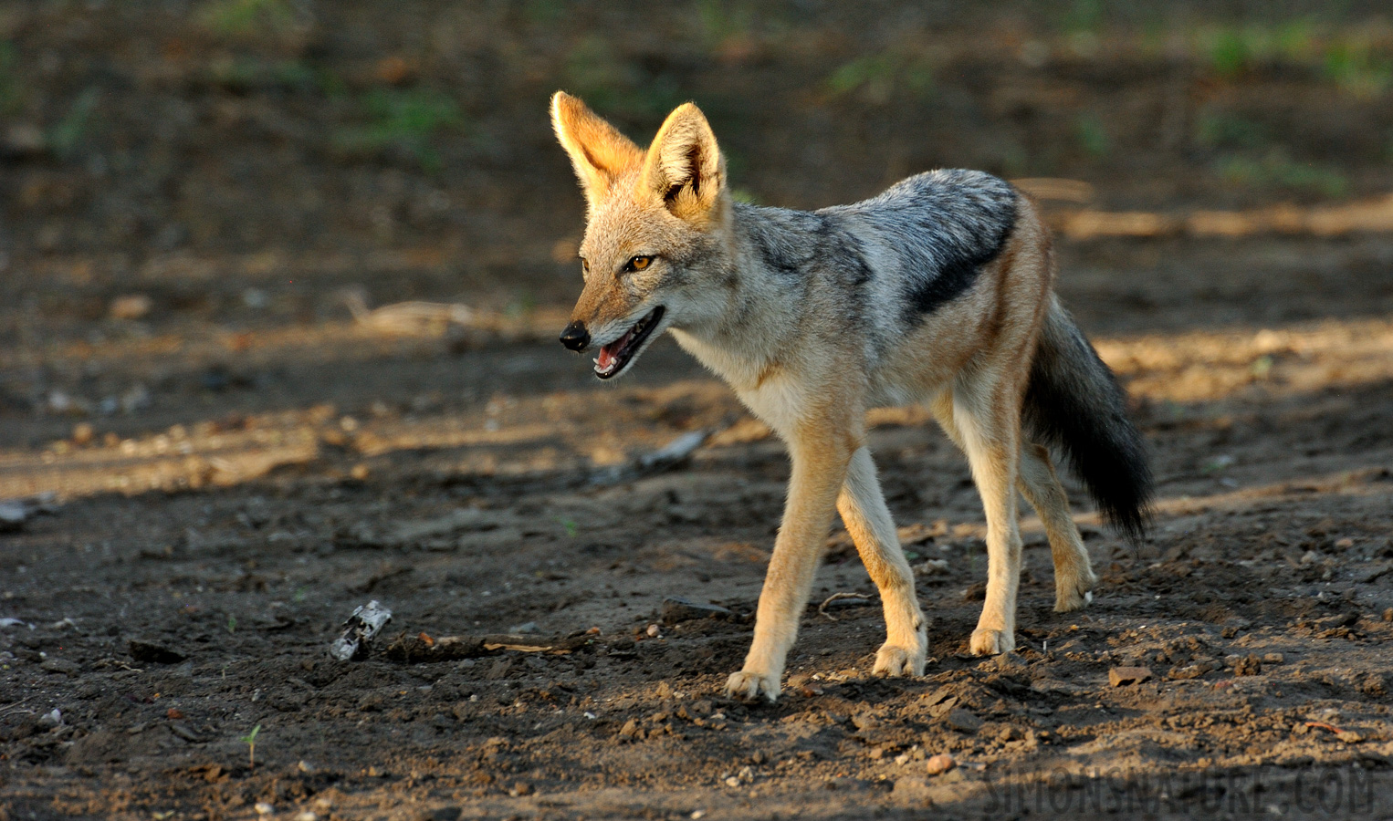 Canis mesomelas mesomelas [550 mm, 1/250 Sek. bei f / 8.0, ISO 1600]